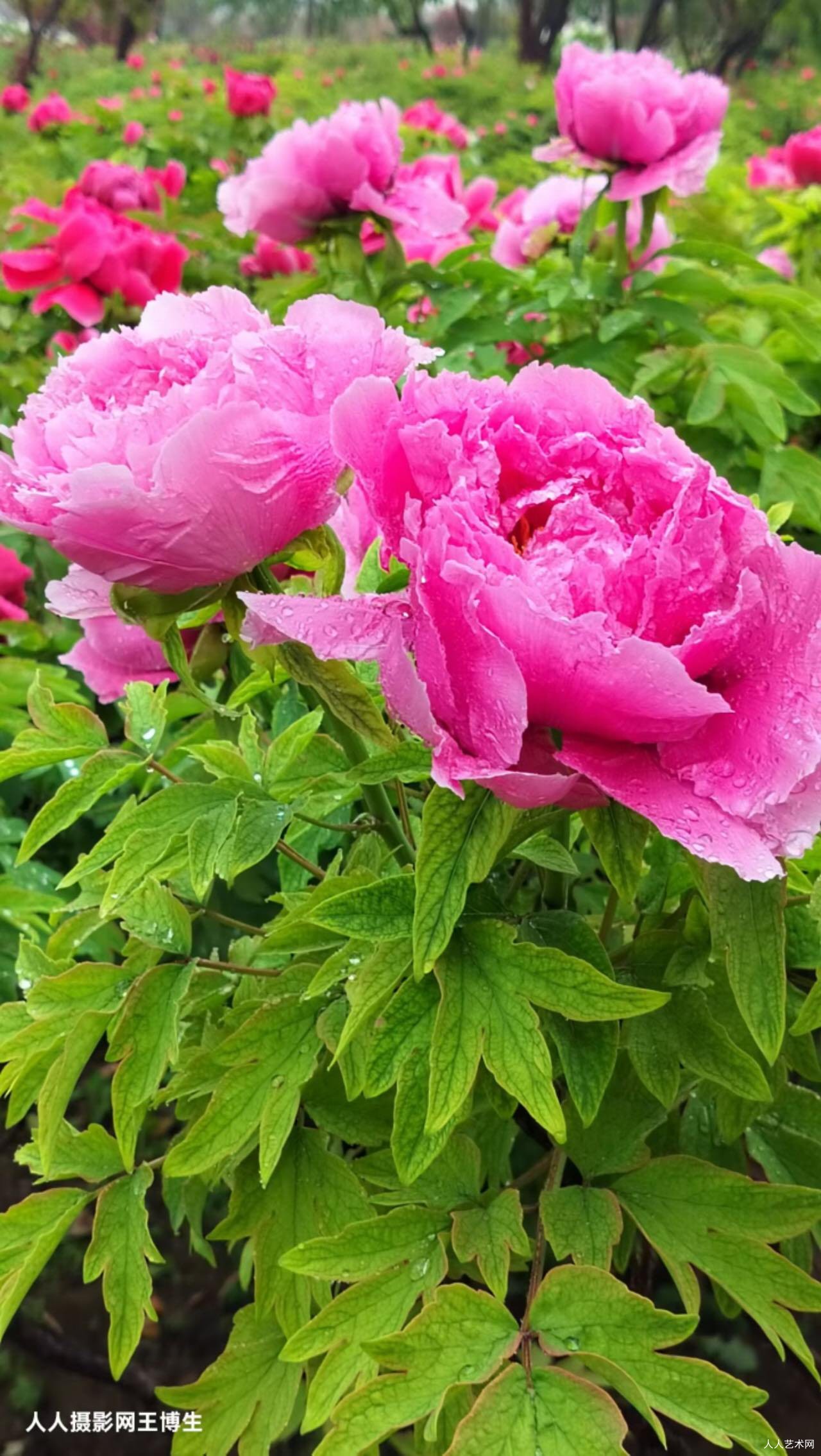 满庭芳·咏牡丹