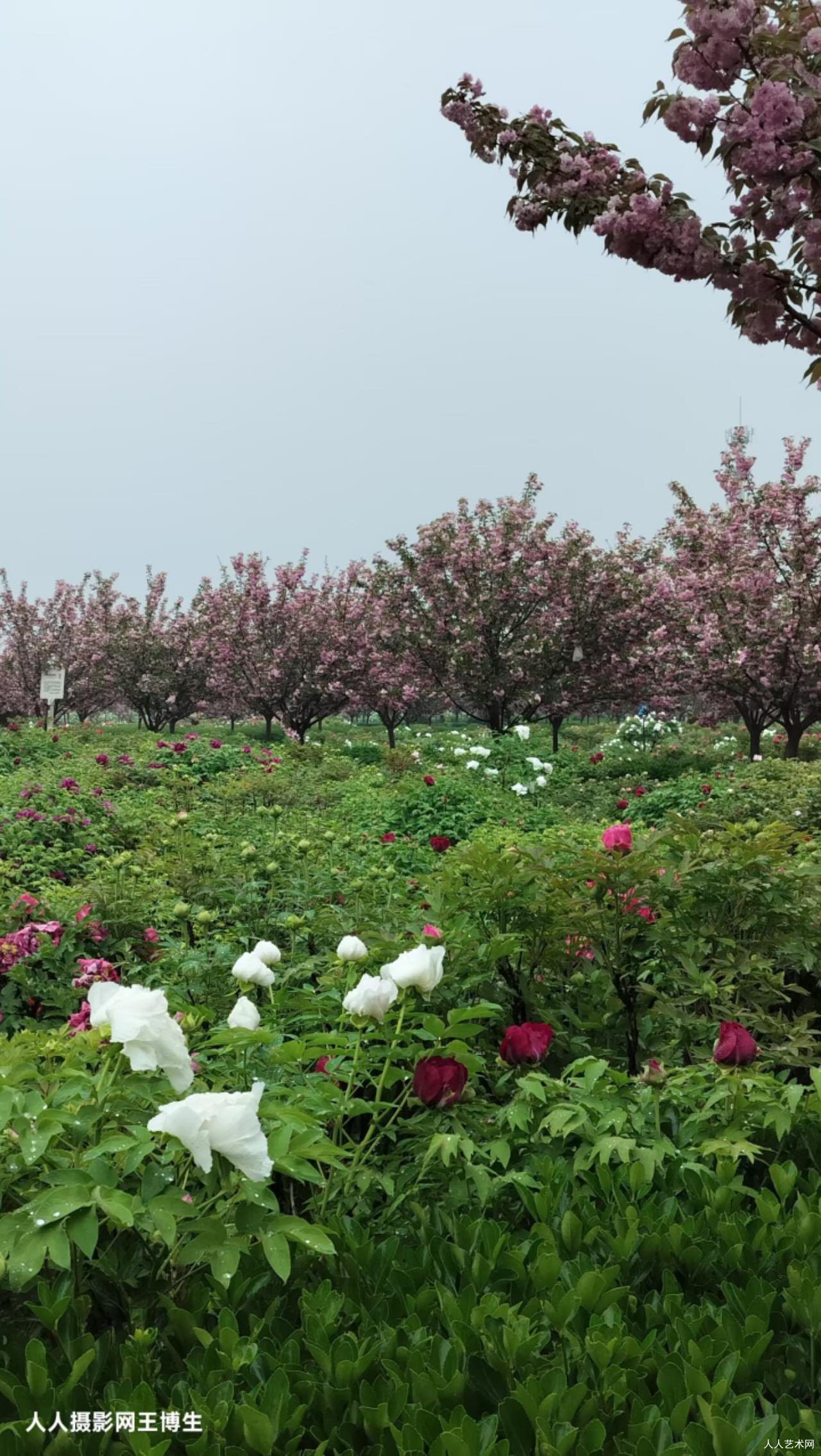 锦堂春慢·洛城牡丹