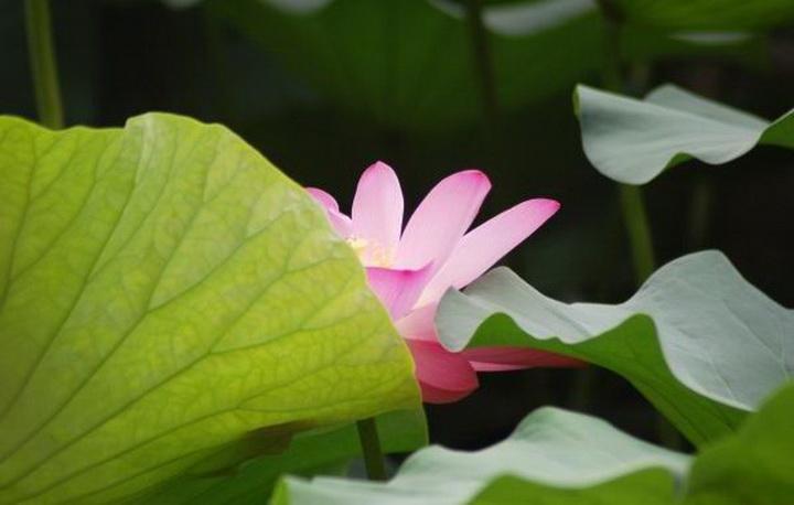 纸舟渡海：现代性爱欲的诗学构思