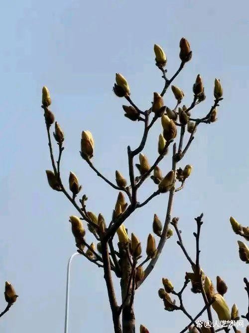 《一花知春晓》