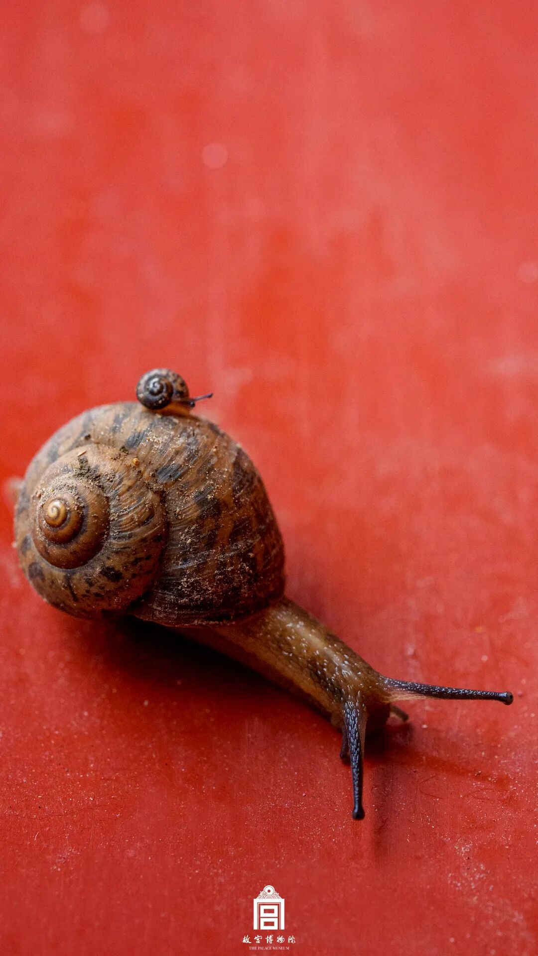 故宫四季美景，震撼高清美图！（7）