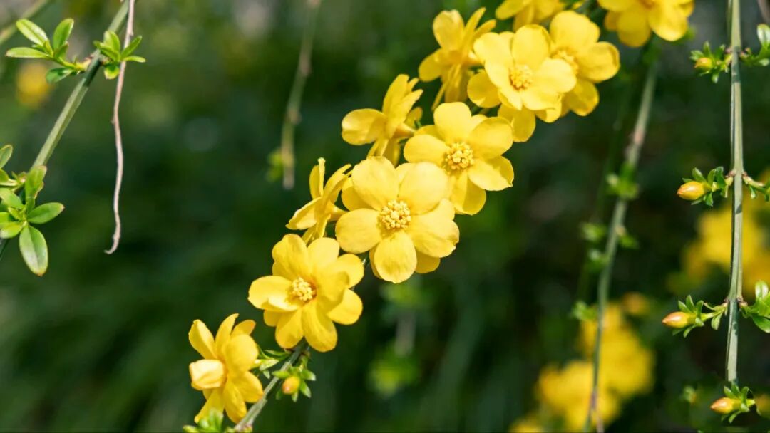迎春花​（外四首）/李发模