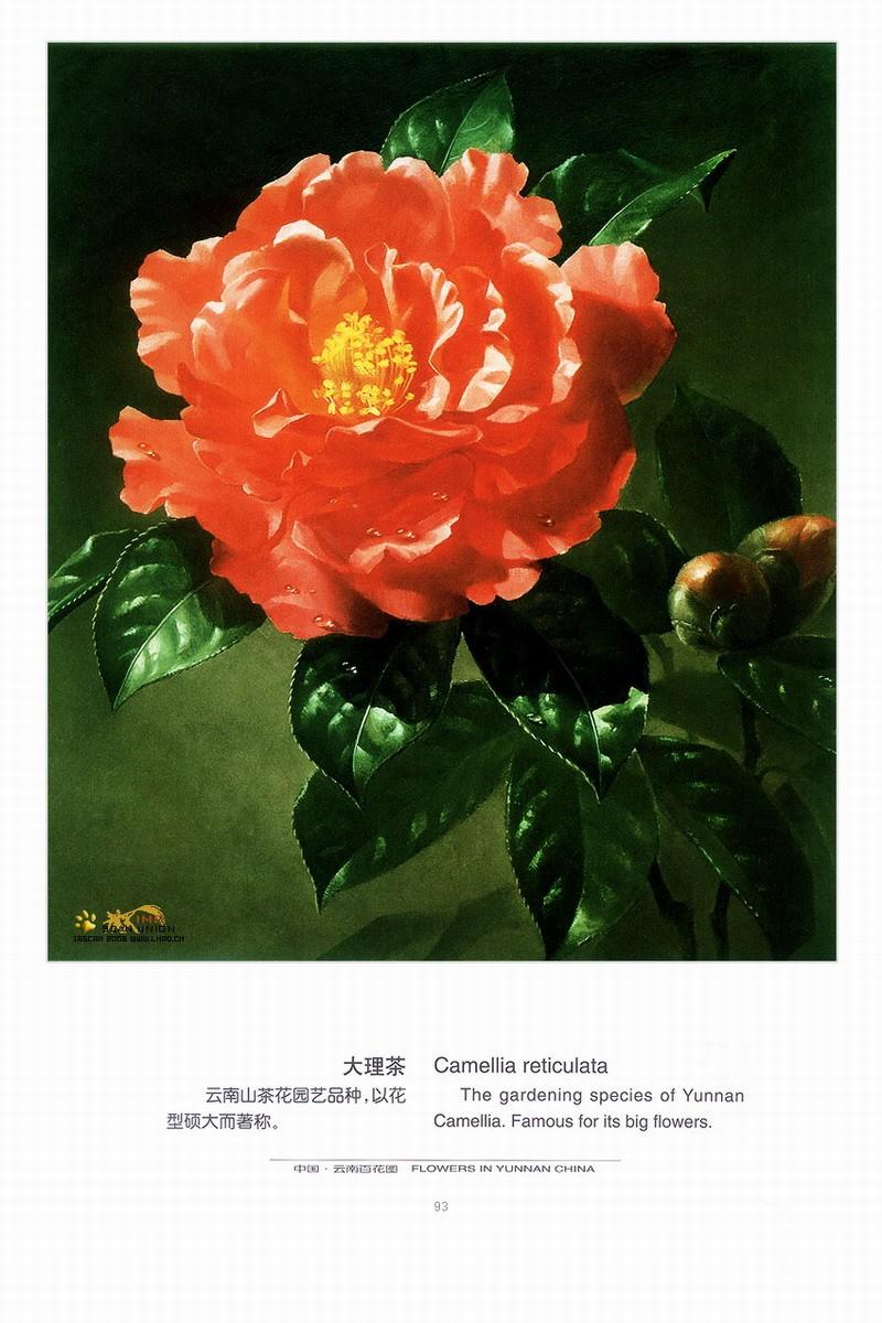 云南百花（10）