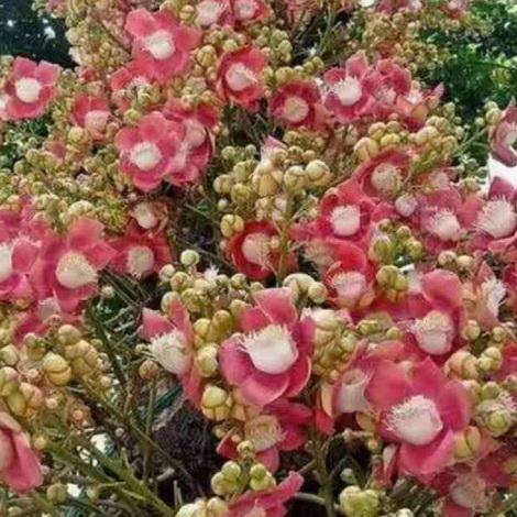 菩提花开诗词集