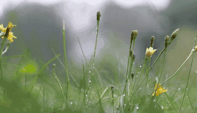 放下，你就赢了（句句精辟）